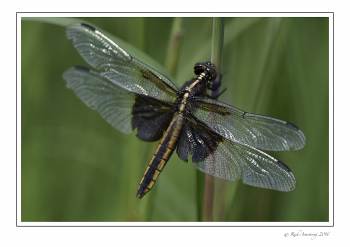 dragon fly 2 w copy.jpg